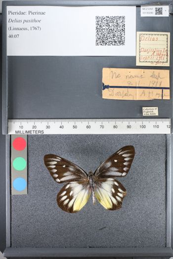 Media type: image;   Entomology 130290